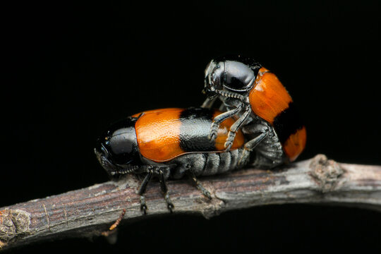 Pigmy beetle, Laricobius species, Satara, Maharashtra, India