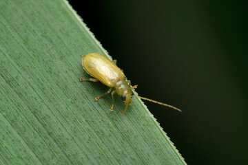 Yellow firefly, Satara, Maharashtra, India