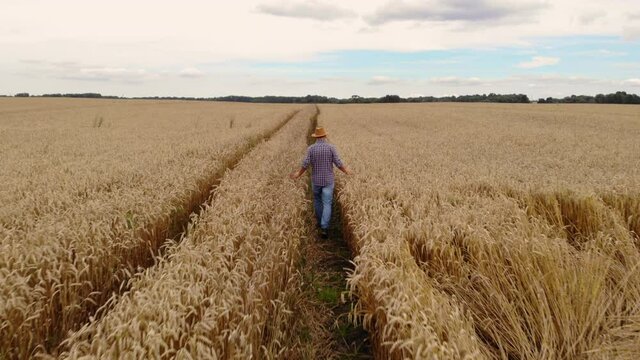 Farmer in Hat in Young Wheat Field and Examining Crop. Aerial View Man Walking Through Wheat Field. Wheat Field Farmer Walking Landscape Nature Agriculture Growth Drone Footage Man Sky.