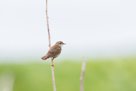 シマセンニュウ(Middendorff's Grasshopper Warbler)