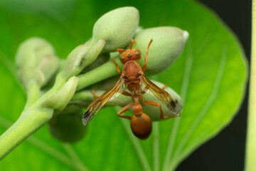 Orange paper wasp, Polistes carolina, Satara, Maharashtra, India