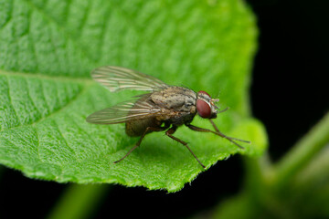 Sarcophagidae are a family of flies commonly known as flesh flies, Satara, Maharashtra, India