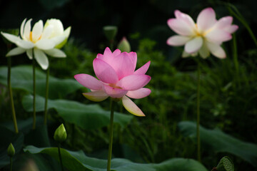 진흙에서 자라지만 정갈한 연꽃