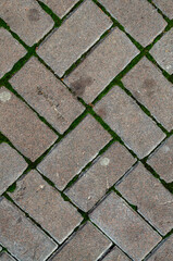 Granite paving stone with moss vertical