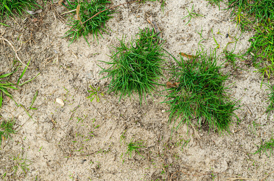 Bunches of grass growing on the sand