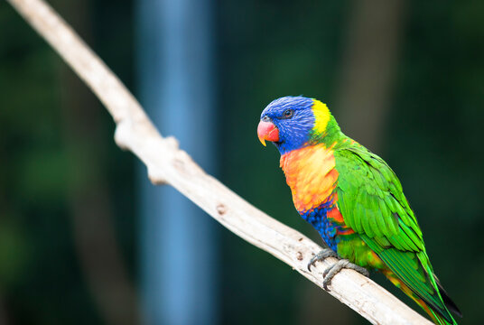 レインボーロリキート Images Browse 18 Stock Photos Vectors And Video Adobe Stock レインボーロリキート Images Browse 18 Stock Photos Vectors And Video Adobe Stock