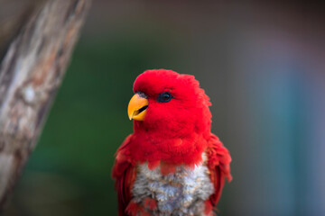 赤　インコ　ヒインコ　カラフル