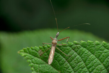 Slender orange bug with long antennae and legs - an Assassin bug - Doldina interjungens, satara mharashtra india
