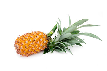 Pineapple (Ananas comosus) isolated on white background.