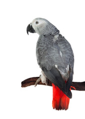 Grey Parrot with red tail