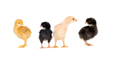 Four different chickens