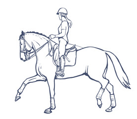Drawing of young horse rider woman performing dressage training, horse riding, horse stallion with jockey drawing for sport vector illustration