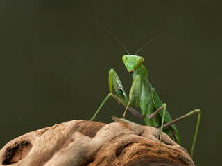 Praying mantis on a green background. The insect hunts, eat.