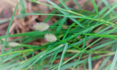 Small flowers that bloom naturally at the edge of the forest