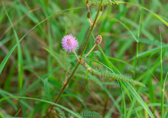 Small flowers that bloom naturally at the edge of the forest