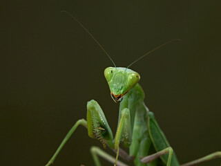 Praying mantis on a green background. The insect hunts, eat.