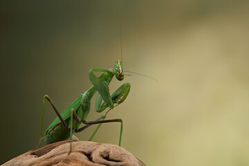 Praying mantis on a green background. The insect hunts, eat.