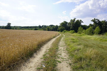 Agriculture Landscape field ripe wheat shining sunlight car path