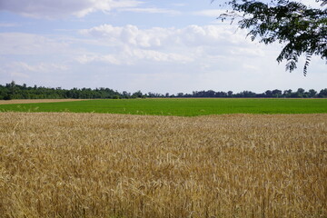 Agriculture Landscape field ripe wheat shining sunlight