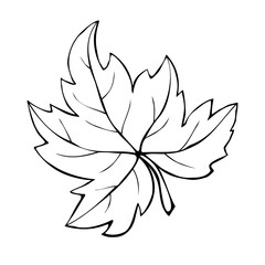 Hand drawn maple leaf outline isolated on white background. Vector symbol of autumn, nature, Canada in doodle style