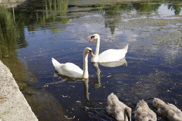Naklejka premium Beautiful whites swan family on natural lake