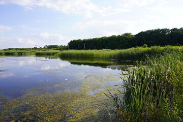 Summer landscape with small lake in forest Shinny sun reflected in the lake