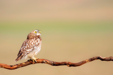 Little owl. Colorful nature background. Athene noctua.  