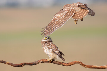 Little owls. Colorful nature background. Athene noctua.  