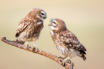Little owls. Colorful nature background. Athene noctua.  