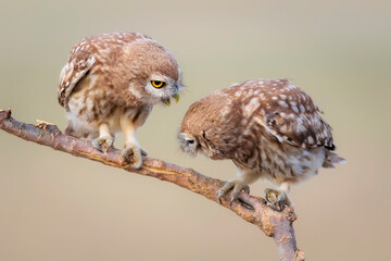Little owls. Colorful nature background. Athene noctua.  