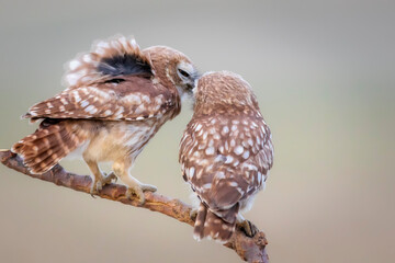 Little owls. Colorful nature background. Athene noctua.  