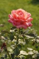 pink rose in garden