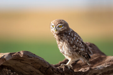 Little owl. Colorful nature background. Athene noctua.  