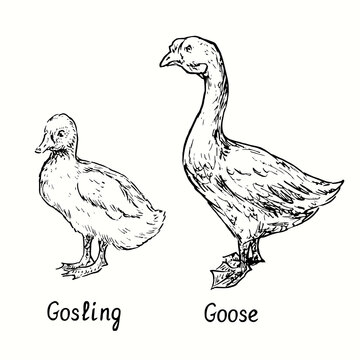Goose and gosling standing side view. Ink black and white doodle drawing in woodcut style illustration