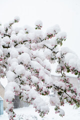 Early spring, snow covered cherry tree blossoms