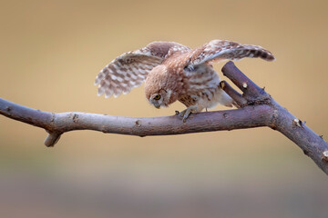 Little owl. Colorful nature background. Athene noctua.  