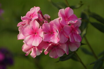 pink flowers