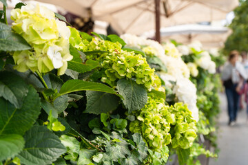Hydrangea bushes in white and green. Decoration of a street veranda of a cafe in the city.