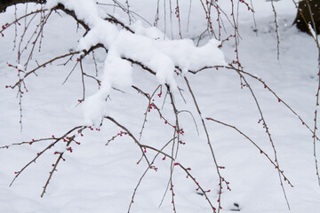 冬景色　雪持ちも梅　梅の花　日本庭園　兼六園
金沢