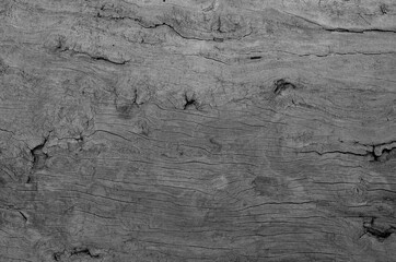 Fototapeta premium Gray wood texture. Abstract wood use as natural background surface with old natural pattern for wallpaper decorative design..