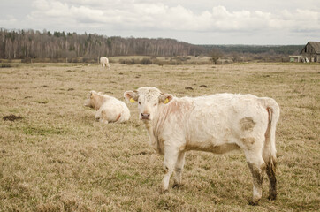 A white calf watches on a spring day.