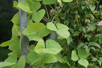 green leaves background