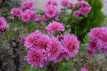 Vibrant pink flowers of Chrysanthemums in October