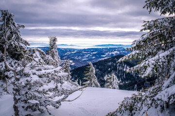 A frosty and sunny day is in mountains. Kopaonik National Park, winter landscape in the mountains, coniferous forest covered with snow. Spruce after snowfall