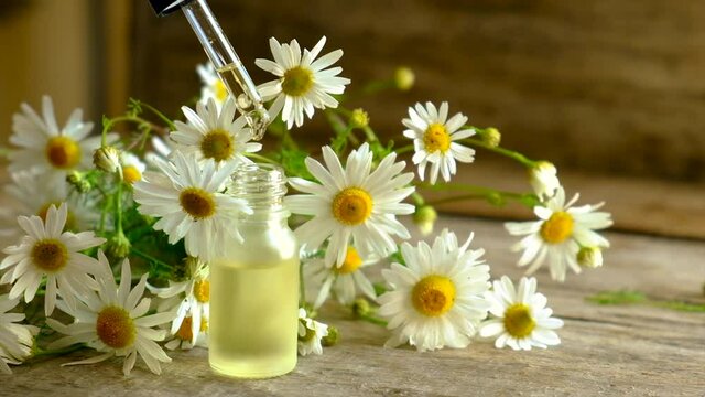 extract and tincture of chamomile in a small bottle. Selective focus.