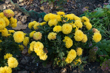 Low growing bush of yellow Chrysanthemums in mid October