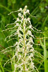 Aceras anthropophorum, man's orchid, orchid in bloom on green background.