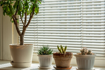 Cacti and succulents in pots on the windowsill against the background of closed blinds.