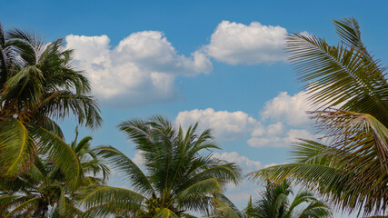 Fototapeta na wymiar palm trees with blue and cloud sky background