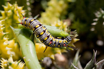 Monarch Caterpillar eating a succulent plant close up, soft-focus image.